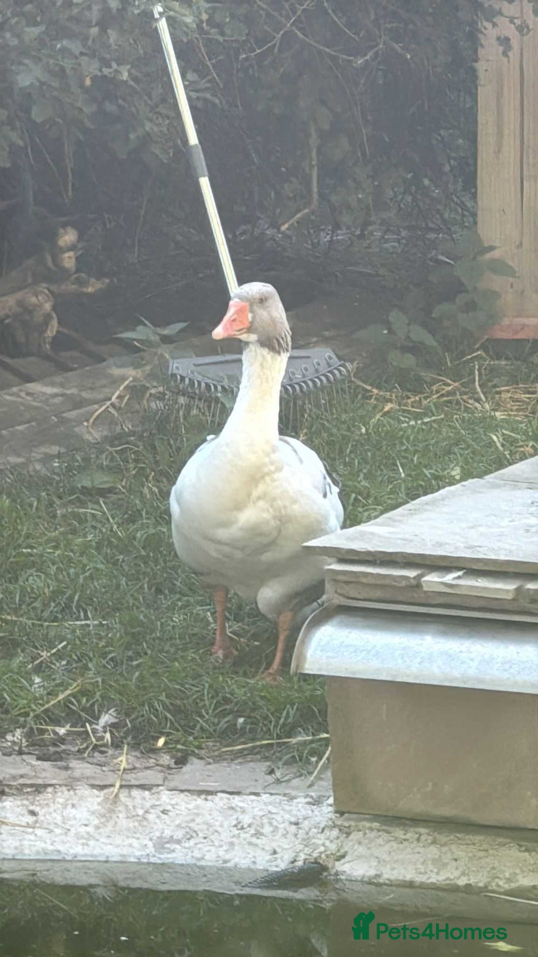 Geese poultry for sale: Baby Geese (8 available) - Image 2