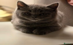 British Shorthair cats for sale: British shorthair  - Image 35