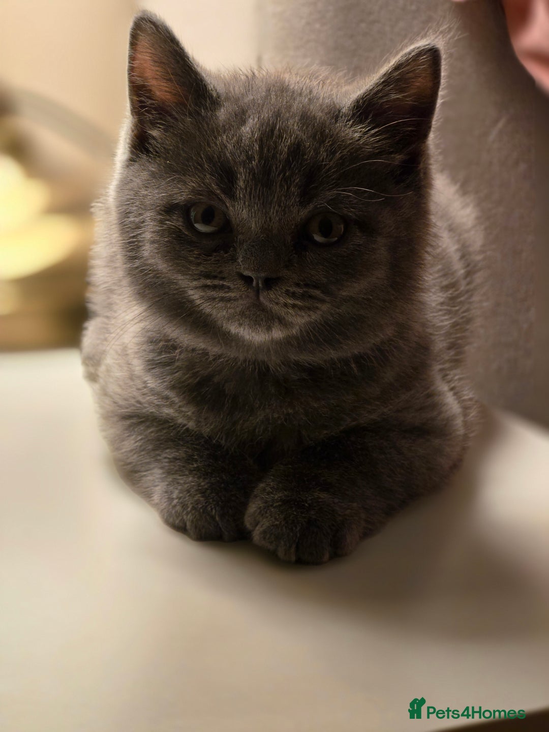 British Shorthair cats for sale: British shorthair  - Image 35
