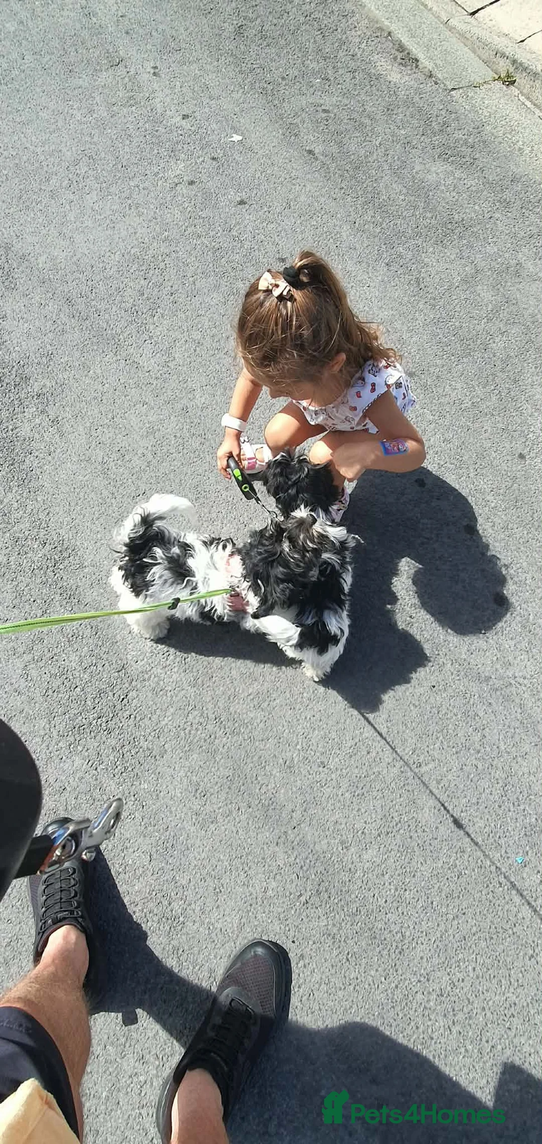 Havanese dogs for sale: 9,2 left!Purebred Havanese Full vaccinated,chipped - Advert 2