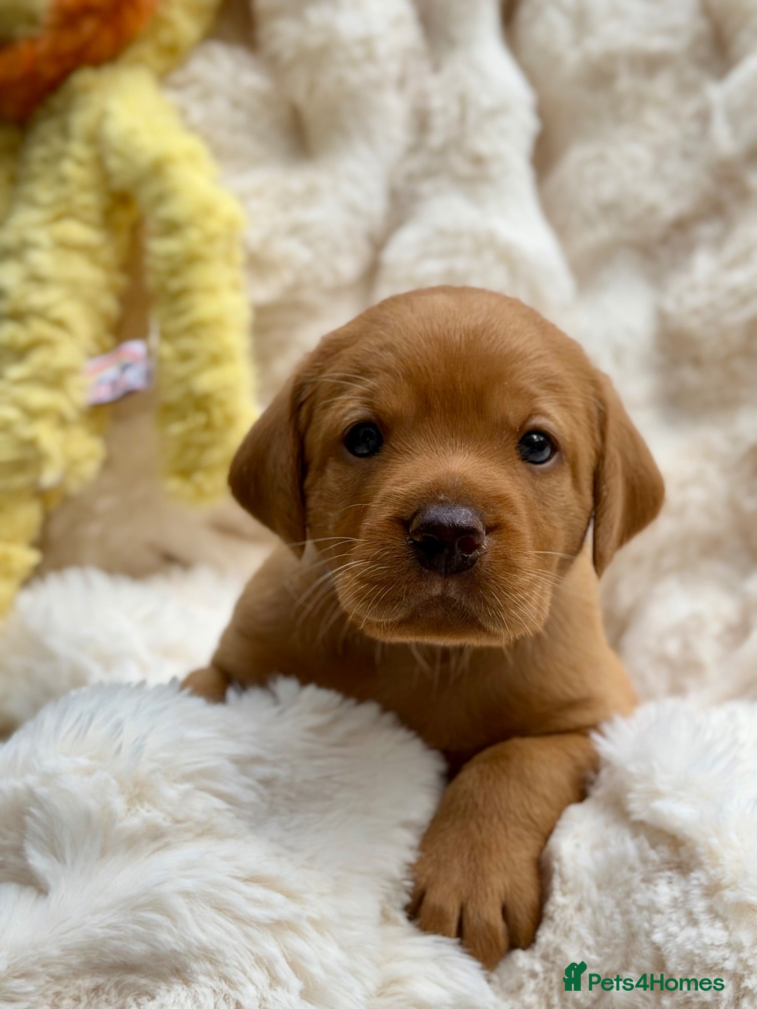 Labrador Retriever dogs Fox Red KC Registered Labrador Puppies🐾 - Advert 1