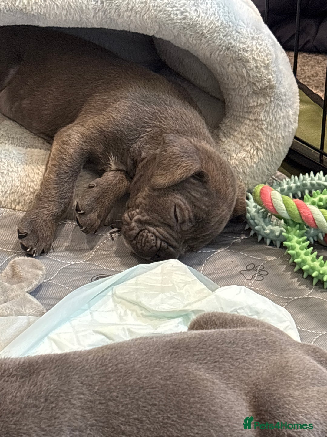 Mixed Breed dogs for sale: canó corso cross british bulldog puppy’s  - Image 35