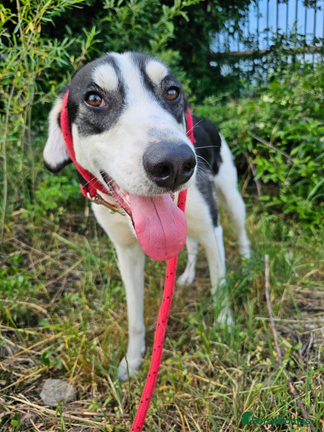 Mixed Breed dogs for adoption: OTIS - a Handsome and gentle boy for a Loving Home - Image 27