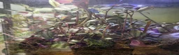 Frog reptiles for sale: Fire belly toad in York - Advert 2