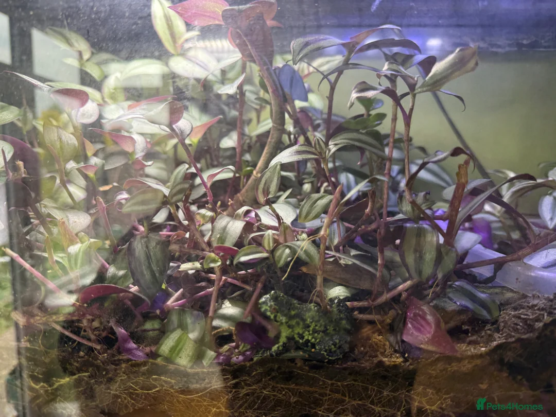 Frog reptiles for sale: Fire belly toad in York - Advert 2