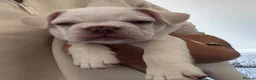 French Bulldog dogs for sale: Beautiful French Bulldog Puppies  - Advert 16