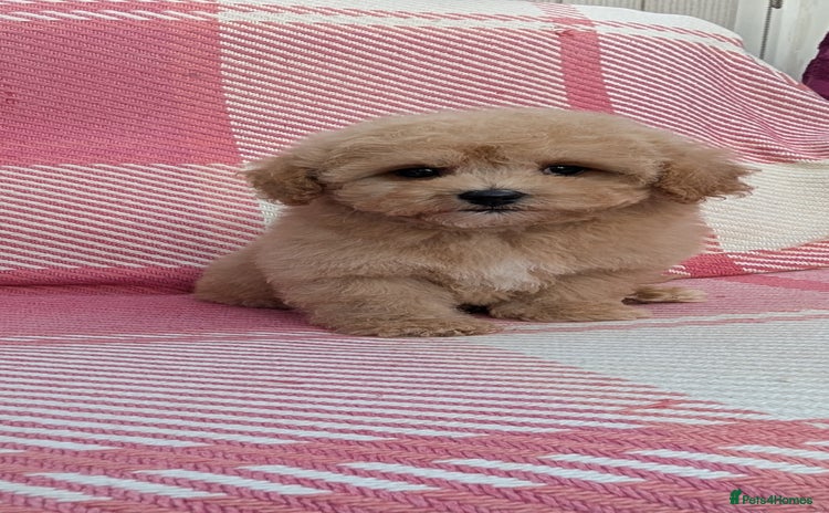 Poochon dogs Stunning F1 Toy Poochon Puppies BOYS - Advert 1