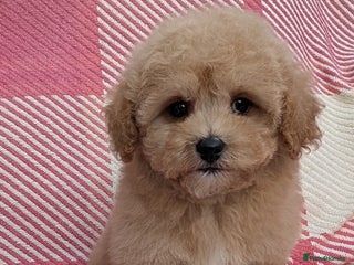 Poochon dogs Stunning F1 Toy Poochon Puppies BOYS - Advert 5