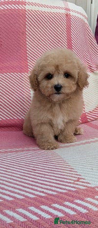 Poochon dogs Stunning F1 Toy Poochon Puppies BOYS - Advert 3