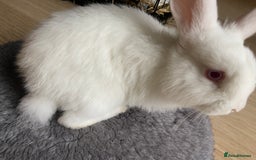 English Lop rabbits for sale: White lop eared bunny - Image 4