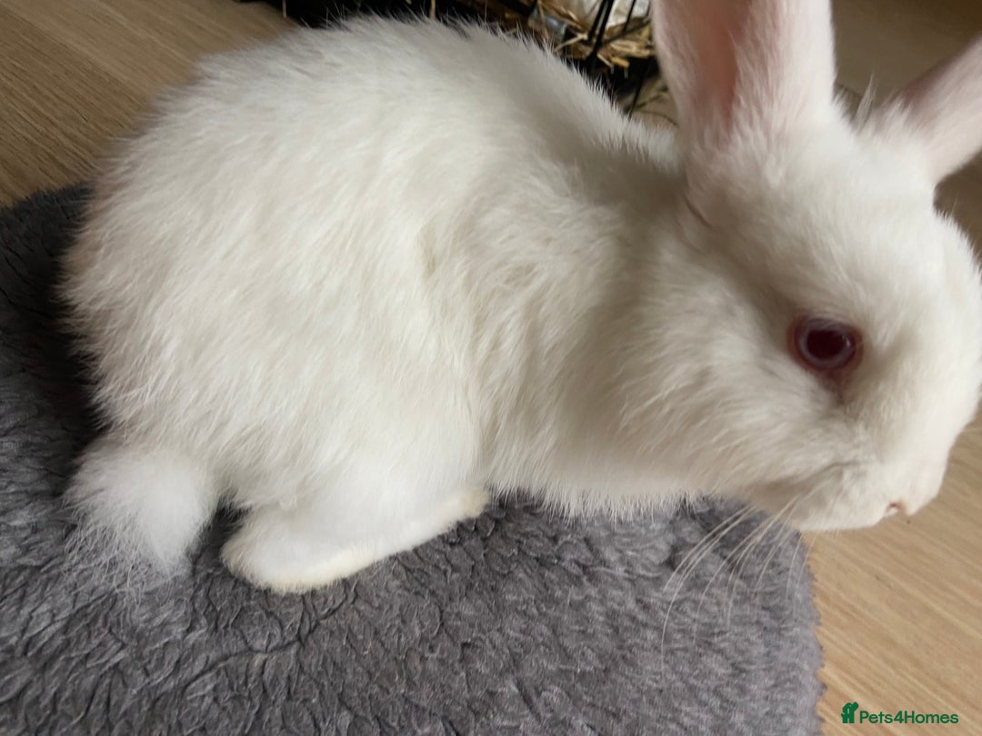 English Lop rabbits for sale: White lop eared bunny - Image 4