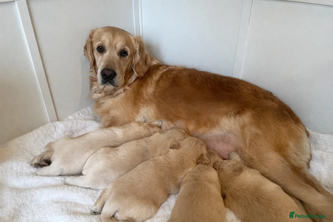Golden Retriever dogs for sale: 🌟Golden Retriever Puppies | KC & Family Raised 🌟 - Advert 2