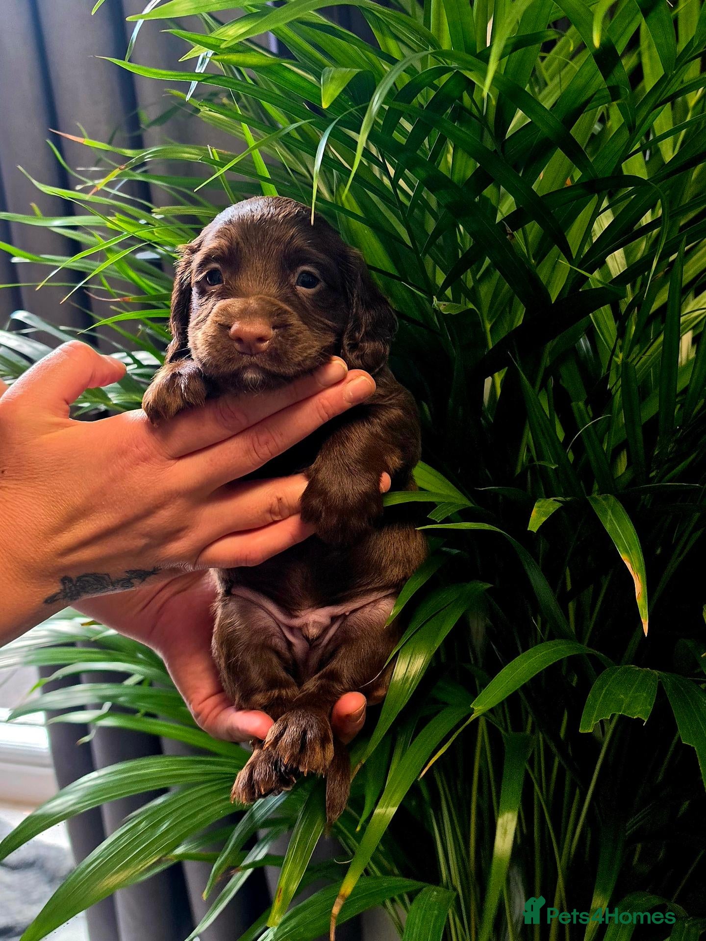 Cocker Spaniel dogs   KC REG Working Chocolate spaniels babies - Advert 1