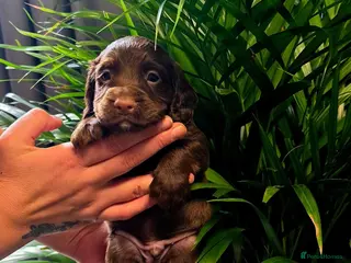 Cocker Spaniel dogs KC REG Working Chocolate spaniels babies - Advert 1
