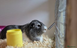Guinea Pig rodents for sale: Tom & Jerry Guinea pigs - Image 3
