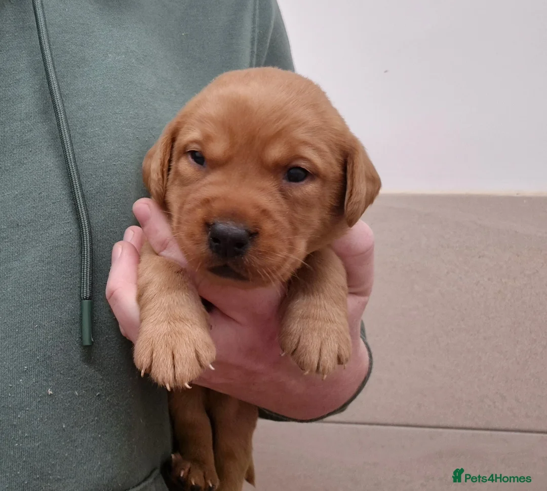 Labrador Retriever dogs for sale: Labrador Puppies - Advert 2