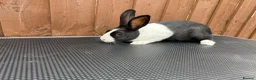 Dutch rabbits for sale: Baby Dutch Rabbits For Sale  - Advert 7