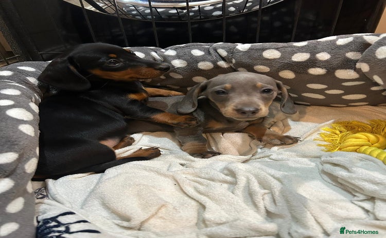 Miniature Dachshund dogs One Boy one Girl lefted .. Mini dachshunds - Advert 4
