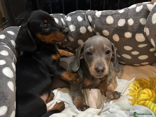 Miniature Dachshund dogs One Boy one Girl lefted .. Mini dachshunds - Advert 3