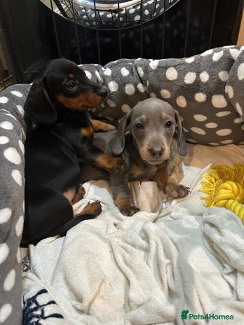 Miniature Dachshund dogs One Boy one Girl lefted .. Mini dachshunds - Advert 4