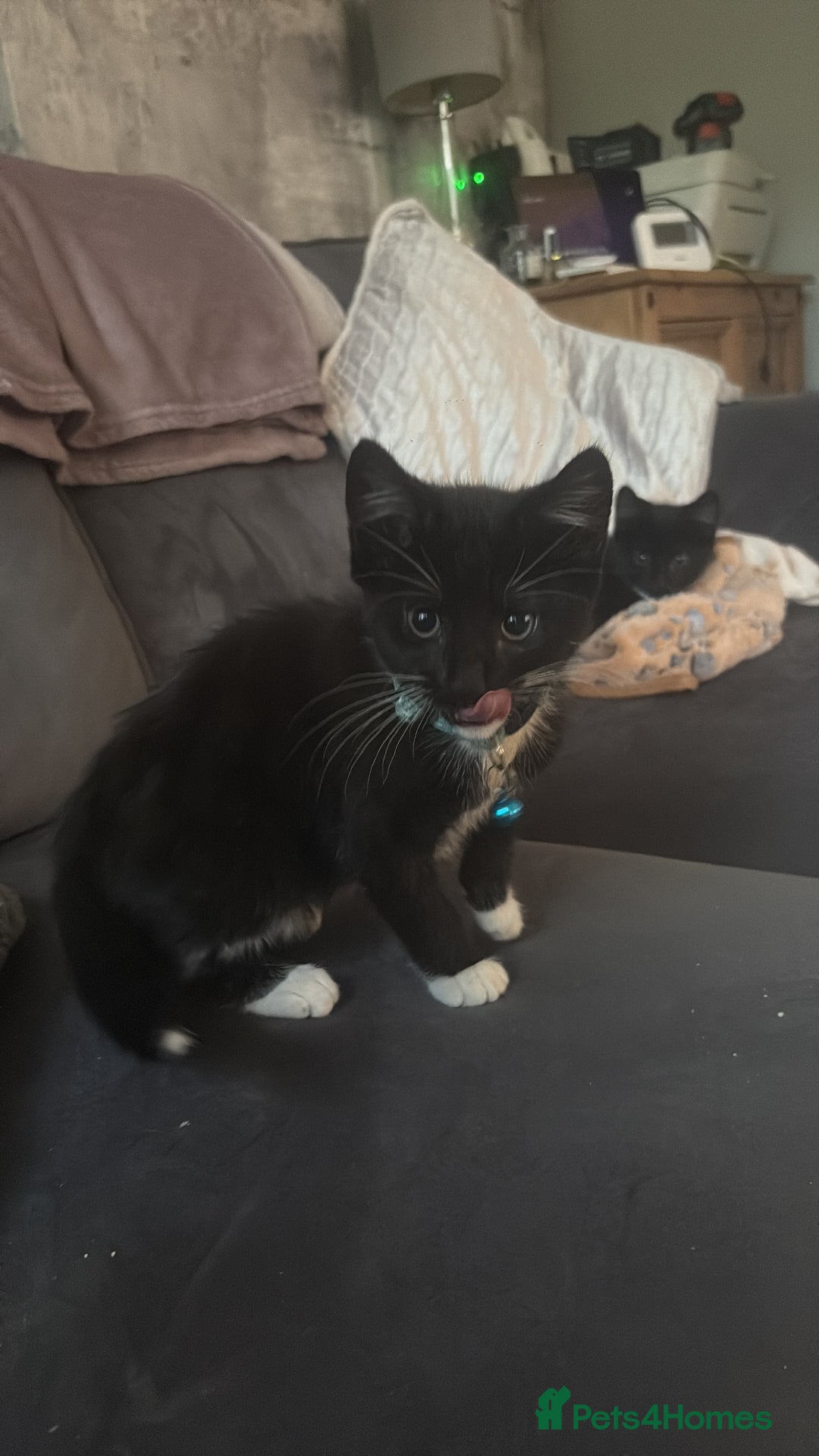 Mixed Breed cats for sale: 2 boys 1 girl  - Image 4