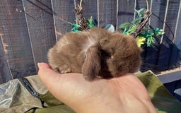 Mini Lop rabbits for sale: STUNNING baby mini lops - Image 22