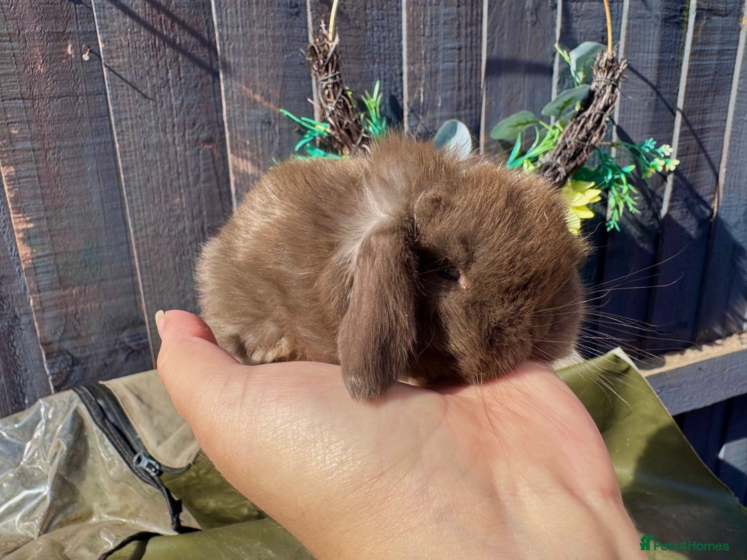 Mini Lop rabbits for sale: STUNNING baby mini lops - Image 22