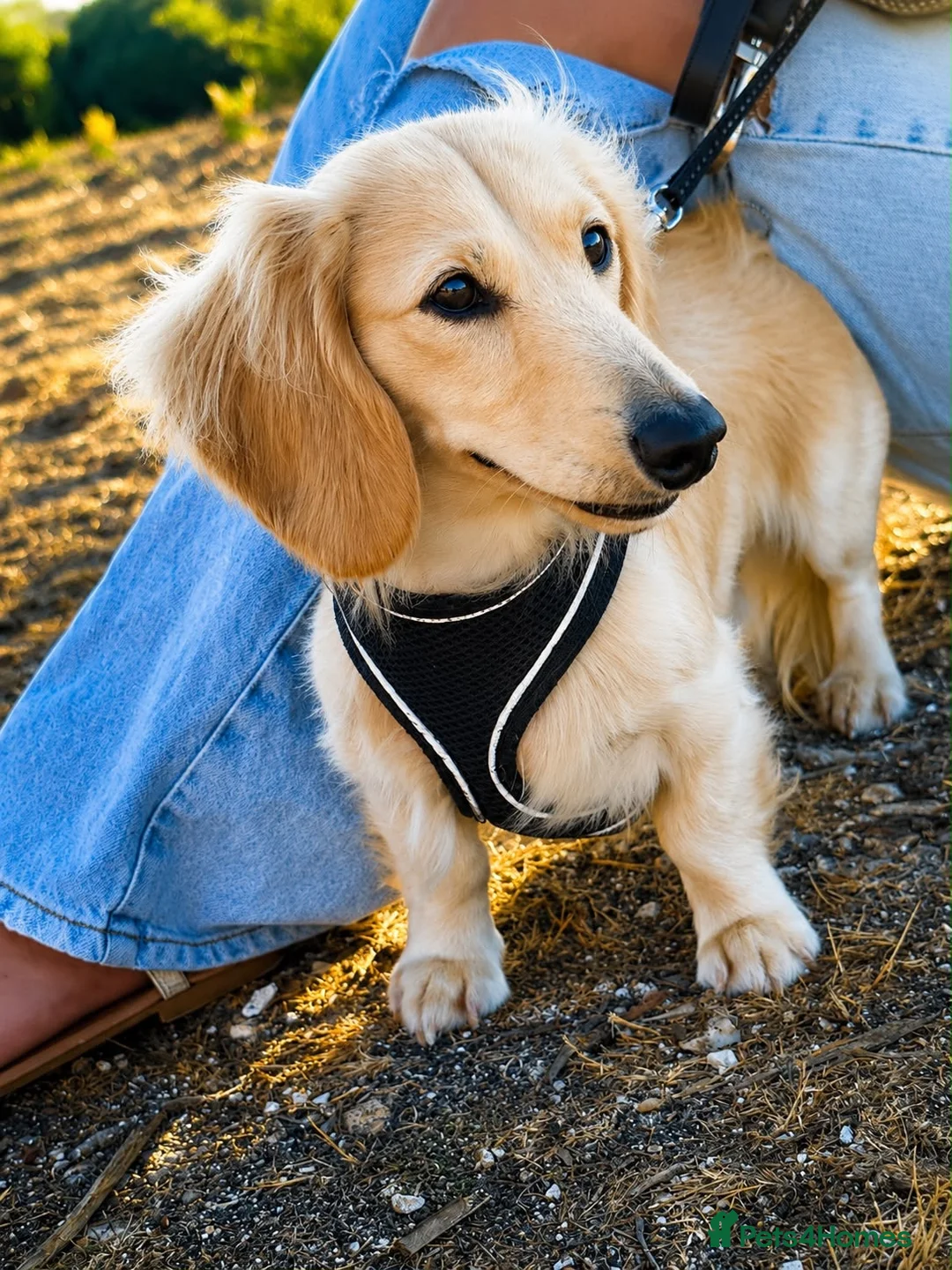 Miniature Dachshund dogs for stud: Cream Proven Miniature Dachshund Stud   - Advert 1