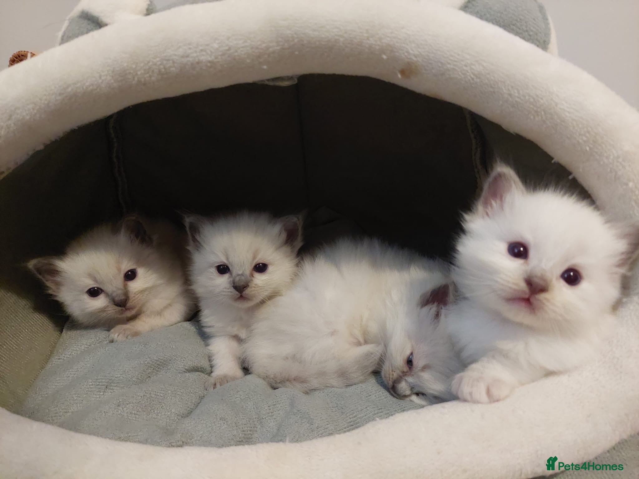 Ragdoll cats Pure Ragdol Blue Point - Advert 3