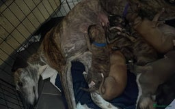 Greyhound dogs for sale: 10 weeks old greyhound boy - Image 11