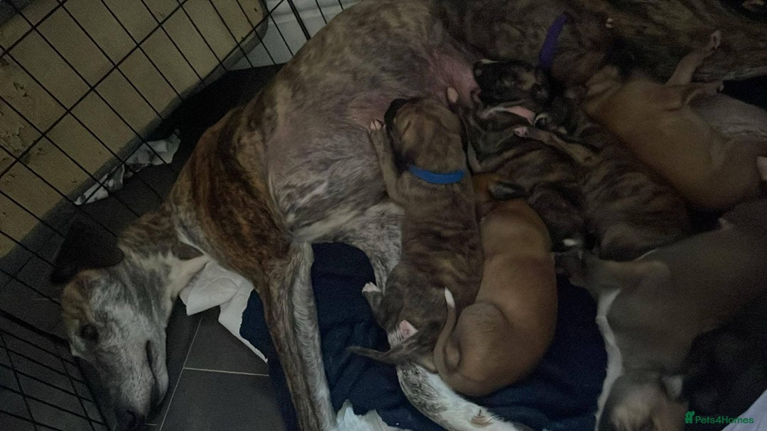 Greyhound dogs for sale: 10 weeks old greyhound boy - Image 11