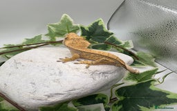 Gecko reptiles for sale: Extreme harliquin  - Image 2