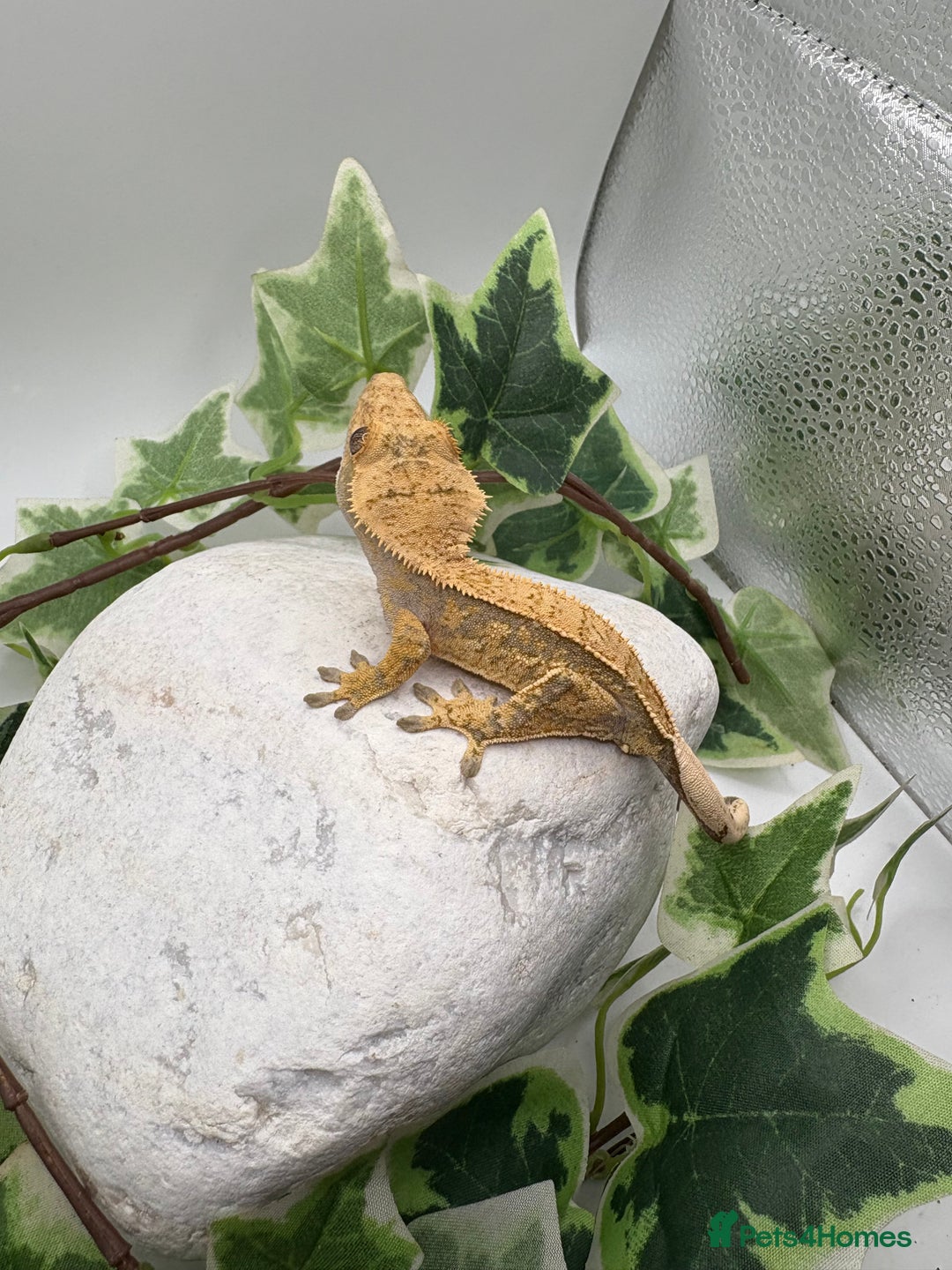Gecko reptiles for sale: Extreme harliquin  - Image 2