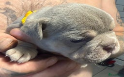 French Bulldog dogs for sale: French bulldog puppies - Image 13