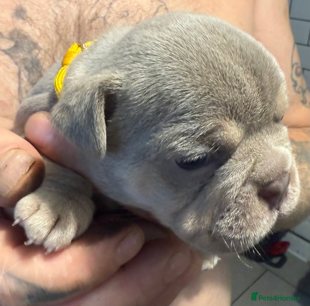 French Bulldog dogs for sale: French bulldog puppies - Image 13