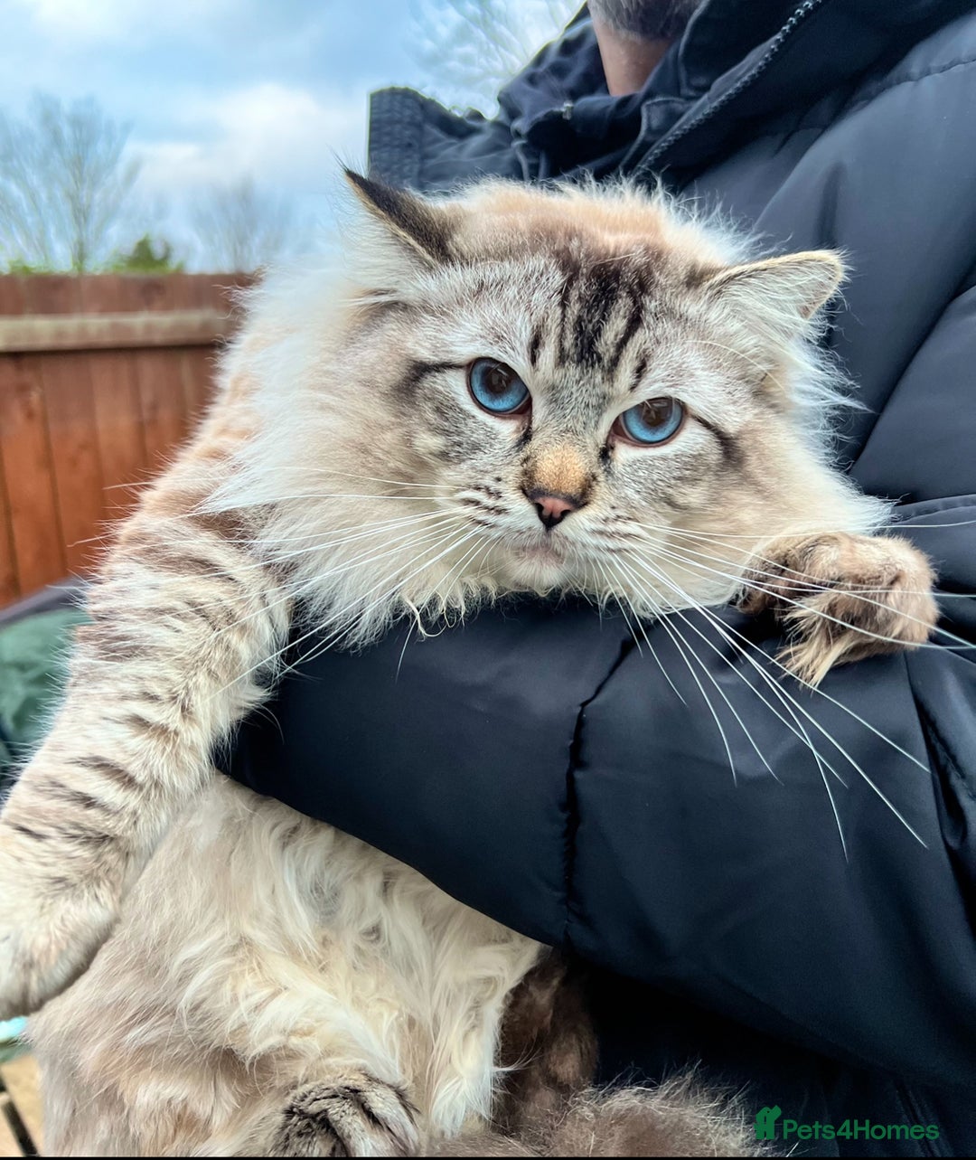Ragdoll cats for sale: GCCF Sealpoint Mitted/Blue Lynx Ragdoll kittens - Image 28