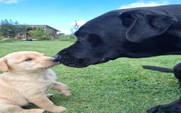 Labrador Retriever dogs for sale: Pedigree labrador puppies  - Image 12