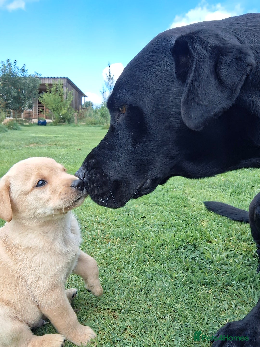 Labrador Retriever dogs for sale: Pedigree labrador puppies  - Image 12