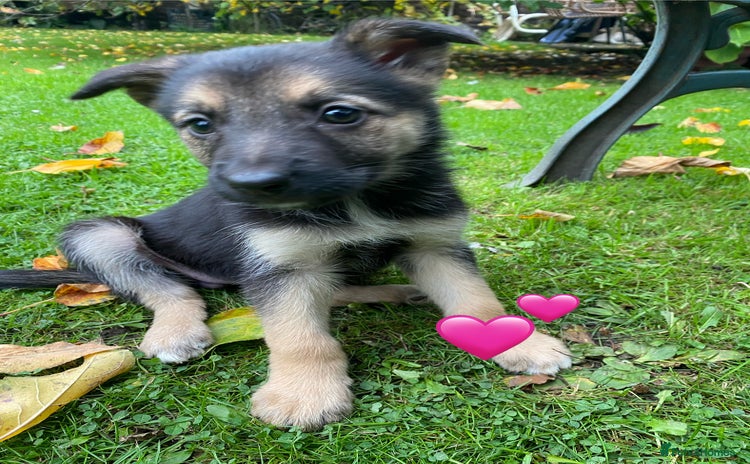 German Shepherd dogs - Advert 4