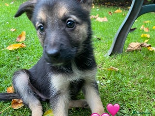 German Shepherd dogs - Advert 2