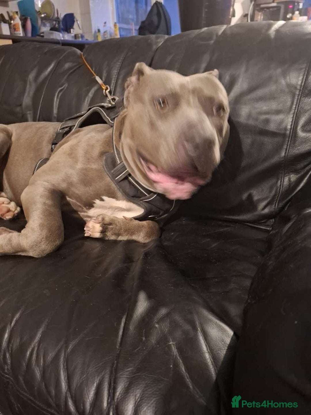 American Bully dogs for sale: FOR SALE Xi Bully Blue/ Grey color   - Advert 3