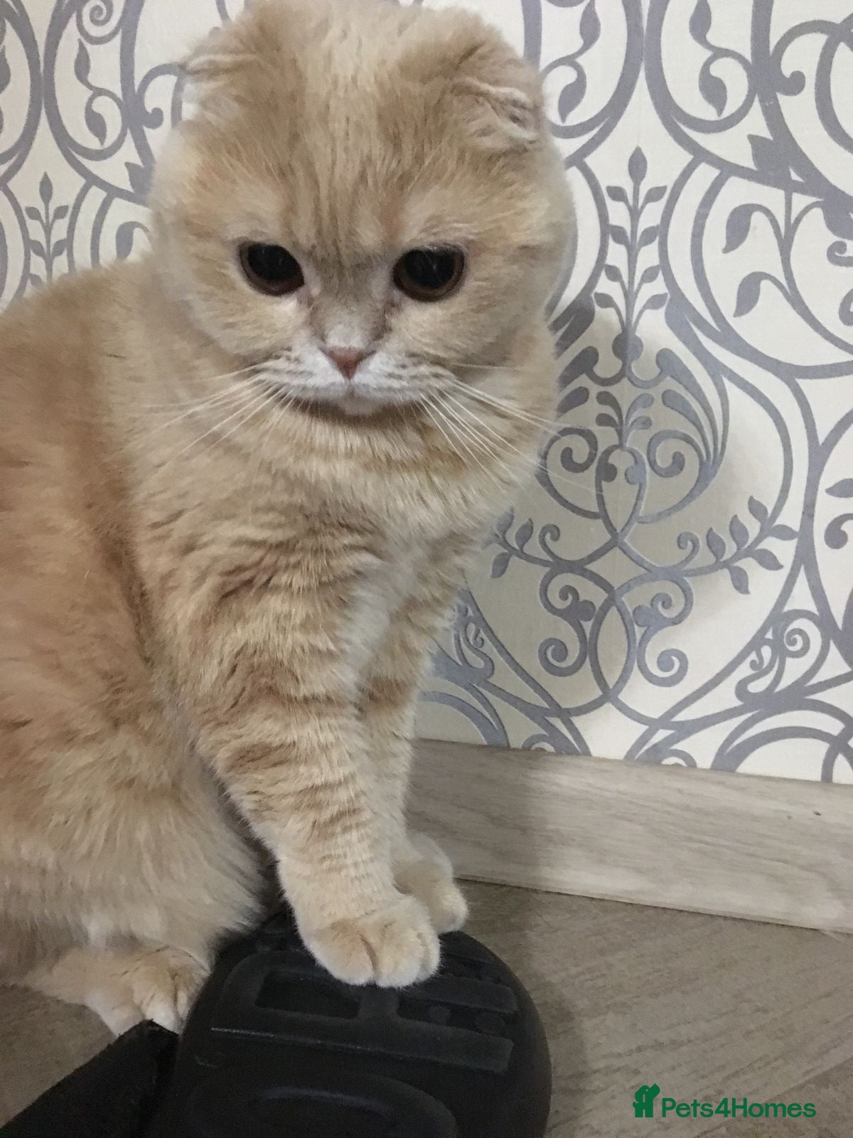 Scottish Fold cats Scottish fold male - Advert 3
