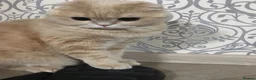 Scottish Fold cats for sale: Scottish fold male - Advert 1
