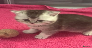 Scottish Fold cats - Advert 3