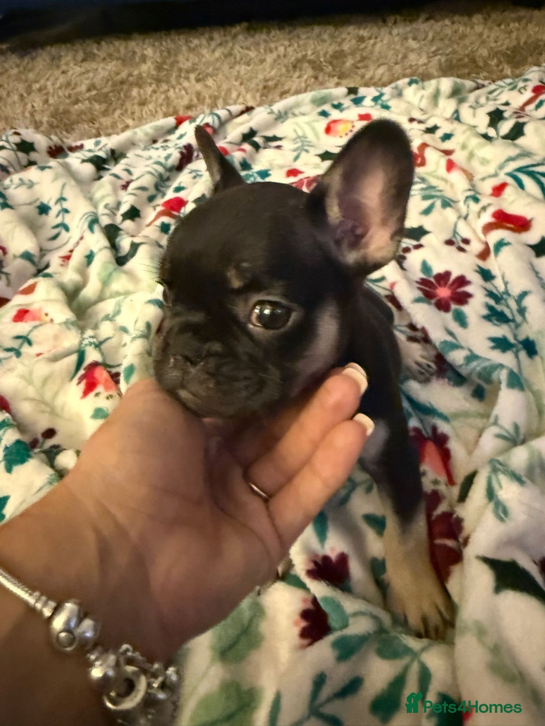 French Bulldog dogs for sale: French bulldog puppies  - Advert 22