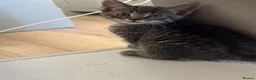Aegean cats for sale: Greek Aegan Kittens , 6 boys and 1 beautiful girl  - Advert 5