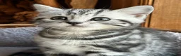 British Shorthair cats for sale: Beautiful litter ofBSH  Silver Tabby Kittens - Advert 21