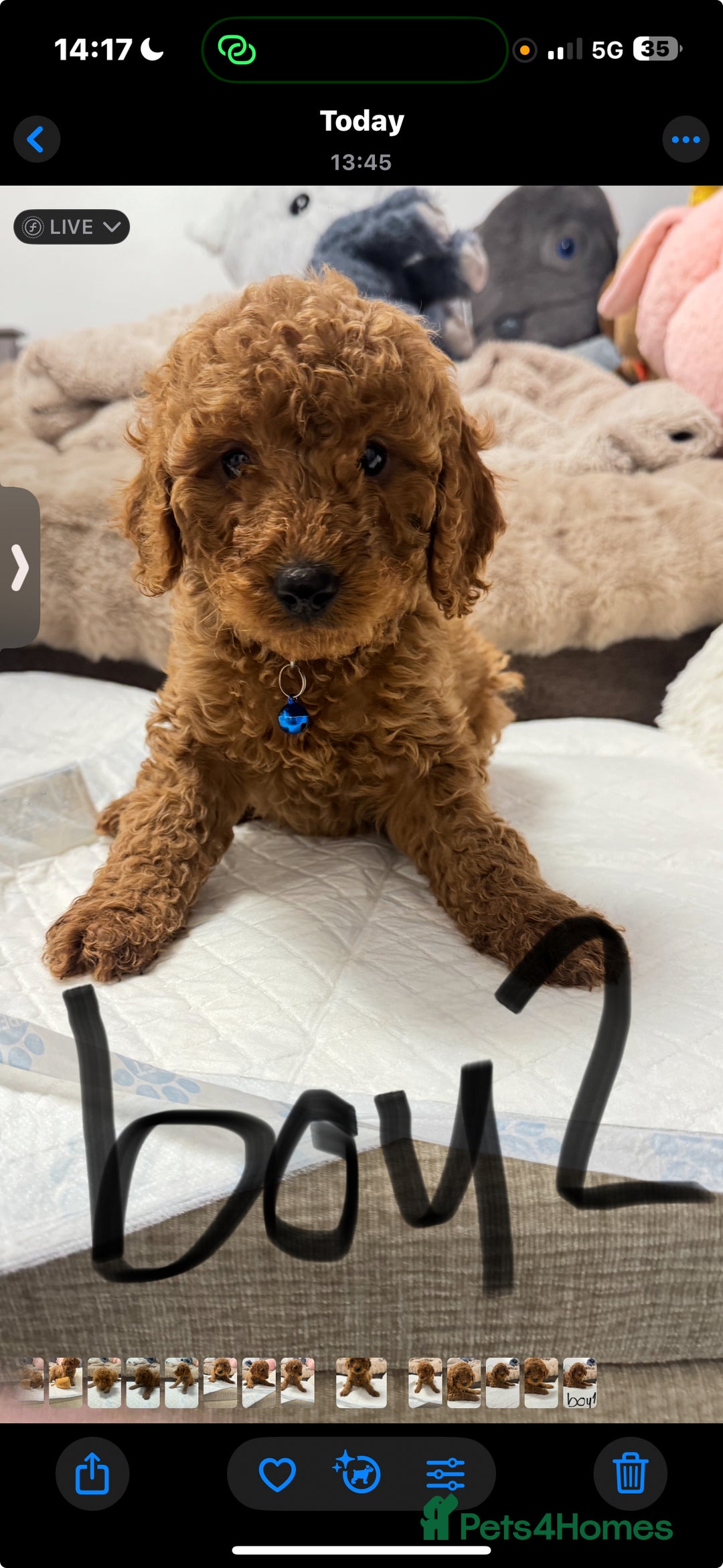 Cockapoo dogs for sale: cockapoo x toy poodle  - Advert 3