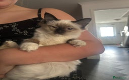 Ragdoll cats for sale: X3 Ragdolls (Flame point, bicolour and seal point) - Image 8