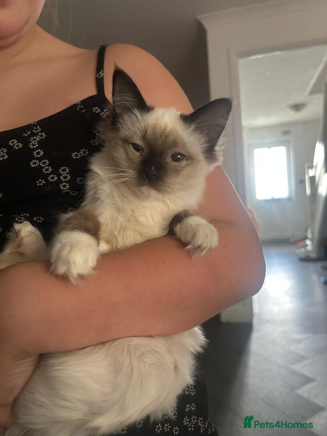Ragdoll cats for sale: X3 Ragdolls (Flame point, bicolour and seal point) - Image 8
